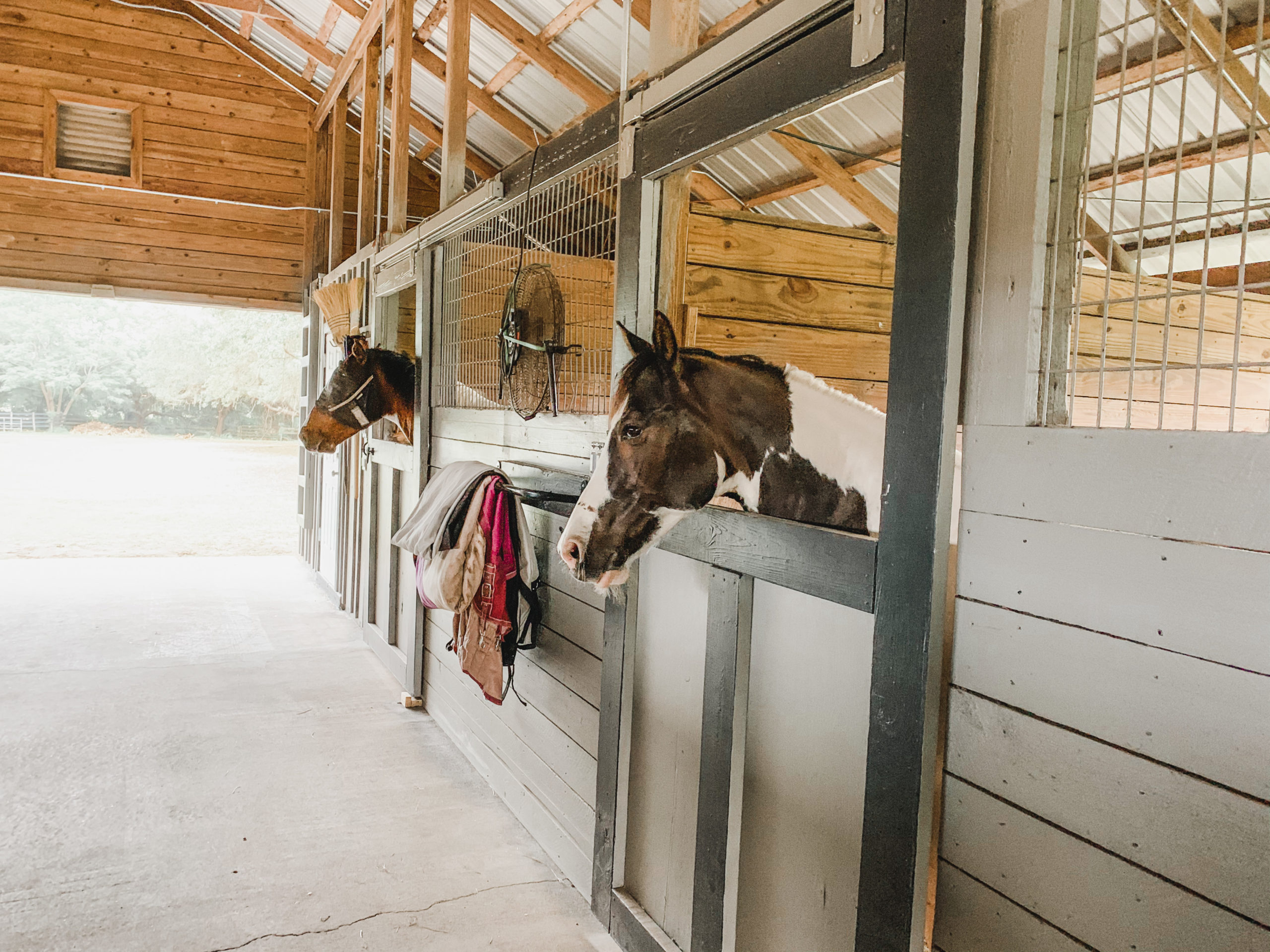 Boarding Packages at Red Sky Ranch Anthony FL