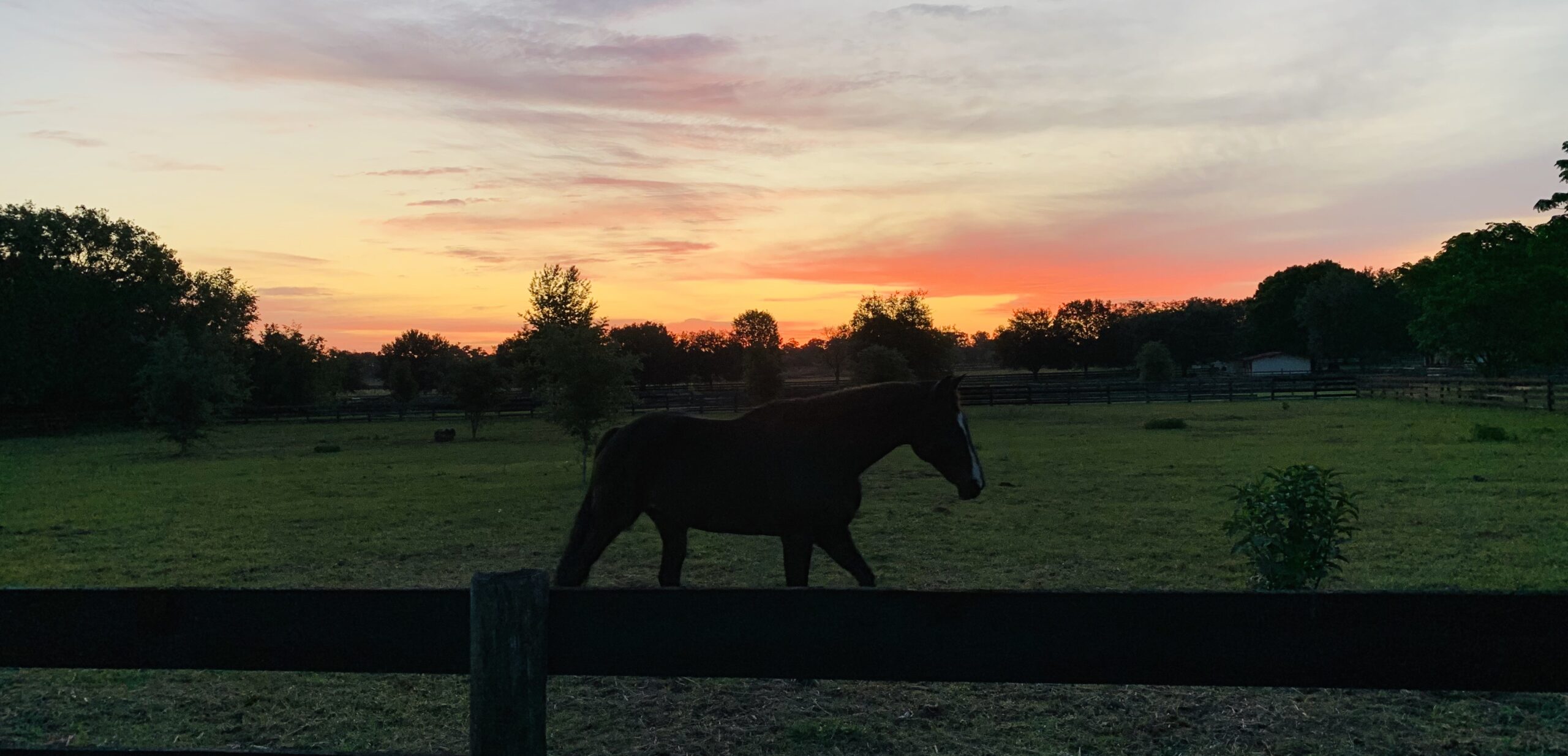 horse boarding at red sky ranch in anthony florida